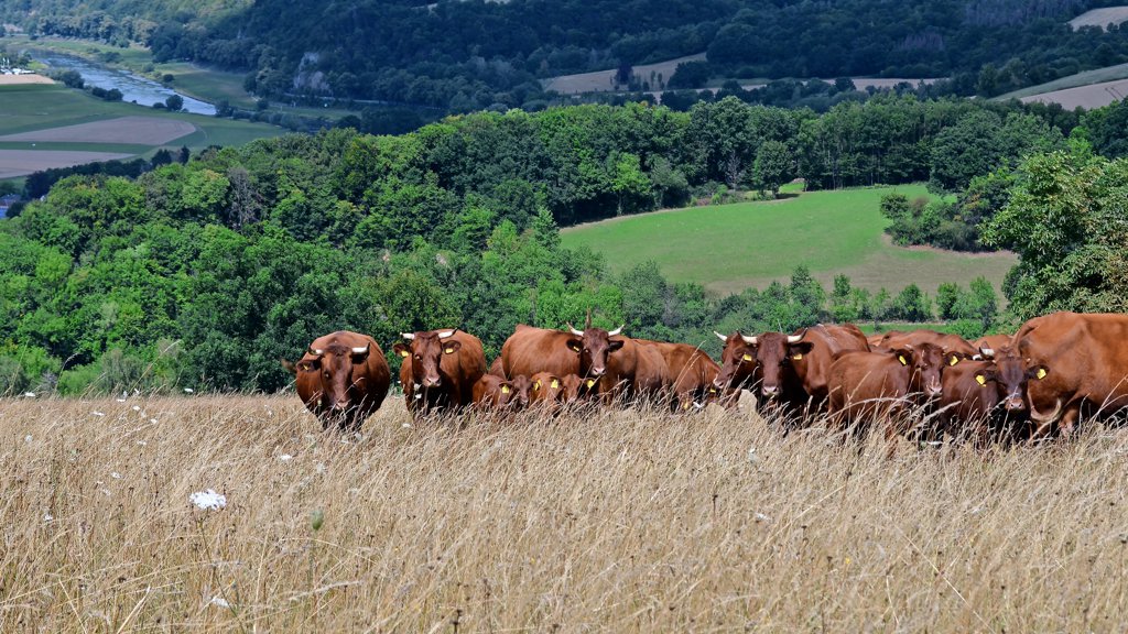 Blick auf die Weser in Grave – Biohof Stapel direkt am Weserufer, Weserbergland